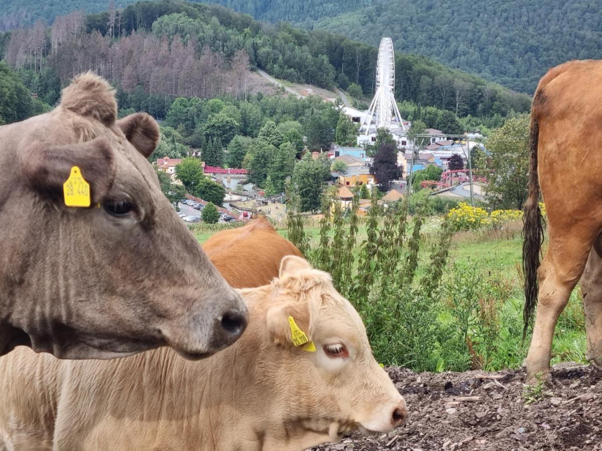Ferienhaus Mit Ausblick Brilon Eksteriør billede